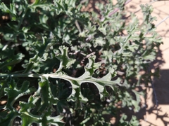 Pelargonium adriaanii
