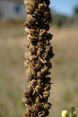 Verbascum ovalifolium