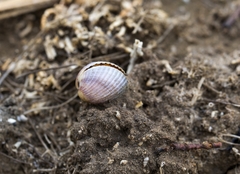Cerastoderma glaucum