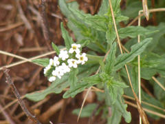Heliotropium steudneri