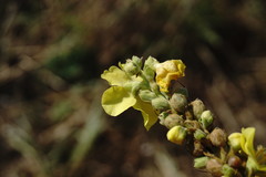 Verbascum ovalifolium