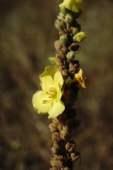 Verbascum ovalifolium