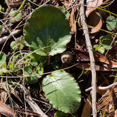 Pelargonium asarifolium