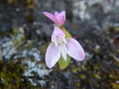 Disa rosea