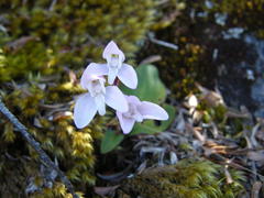 Disa rosea