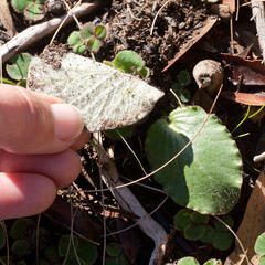 Pelargonium asarifolium