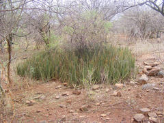 Sansevieria pearsonii