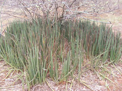 Sansevieria pearsonii