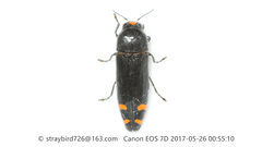 Ptosima chinensis