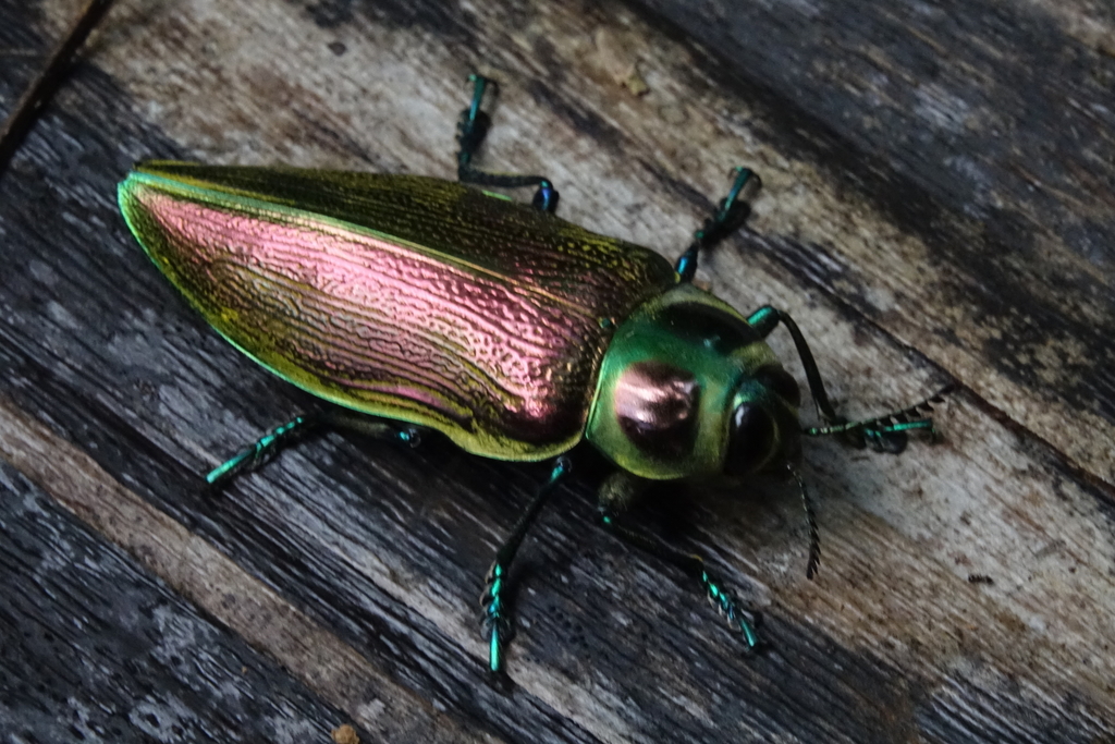 Ceiba Borer