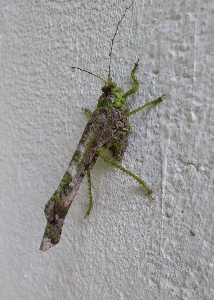 Anaphidna verrucosa