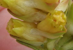 Penaea cneorum ruscifolia