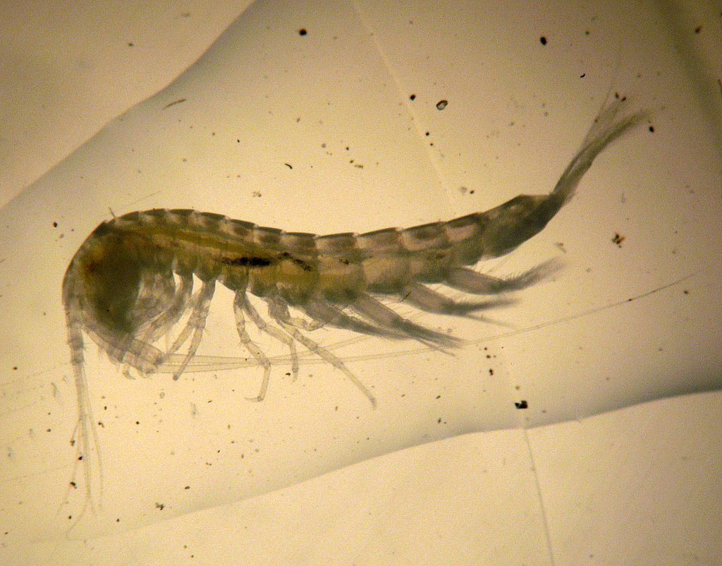 Spelaeogriphacea