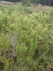 Penaea cneorum ruscifolia