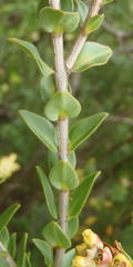 Penaea cneorum ruscifolia