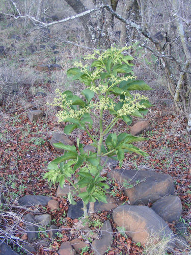 Cyphostemma woodii