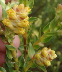 Penaea cneorum ruscifolia