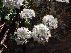 Lachnaea pomposa