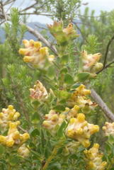 Penaea cneorum ruscifolia