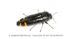 Ptosima chinensis