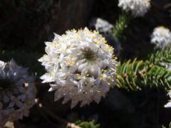 Lachnaea pomposa