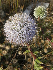 Echinops spinosissimus