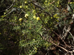 Acacia verticillata verticillata