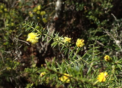 Acacia verticillata verticillata
