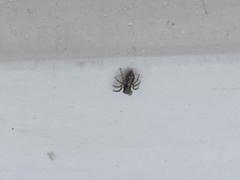 Pseudeuophrys lanigera