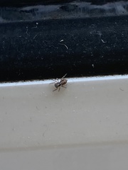 Pseudeuophrys lanigera