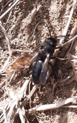 Andrena pilipes