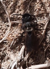 Andrena pilipes