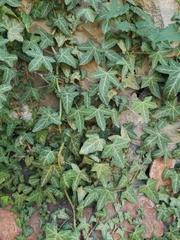 Hedera helix
