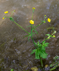 Ranunculus propinquus