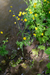 Ranunculus propinquus