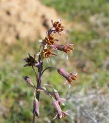 Tulbaghia capensis