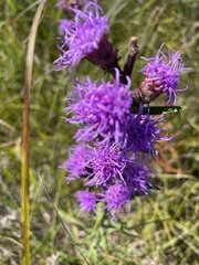 Liatris aspera