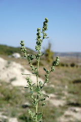 Chenopodium opulifolium