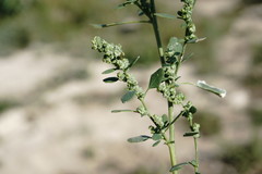 Chenopodium opulifolium