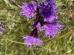 Liatris aspera