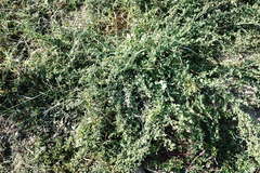 Chenopodium opulifolium