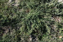 Chenopodium opulifolium