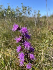 Liatris aspera