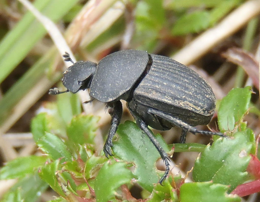 Epirinini