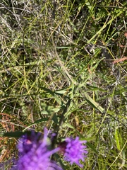 Liatris aspera