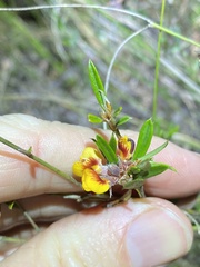 Pultenaea myrtoides