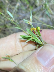 Pultenaea myrtoides