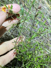 Pultenaea myrtoides