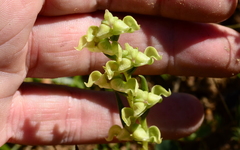 Disperis circumflexa circumflexa