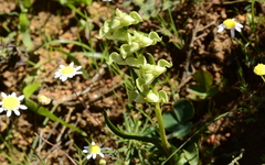 Disperis circumflexa circumflexa